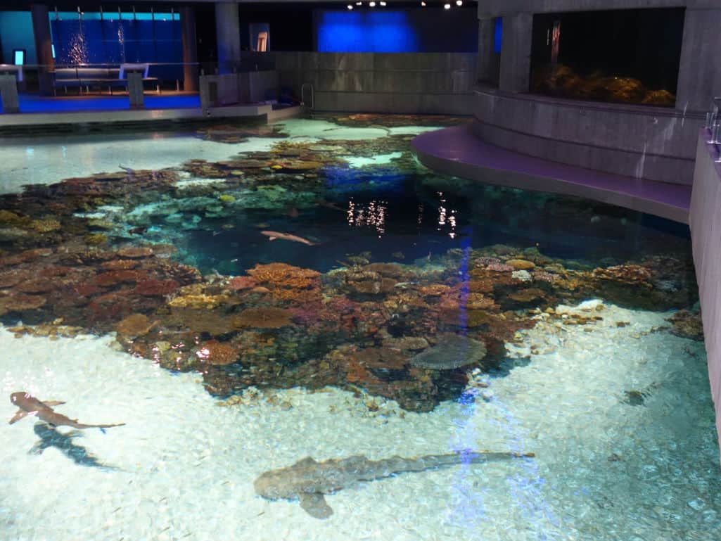 National Aquarium’s Blacktip Reef Exhibit- Baltimore Engineering