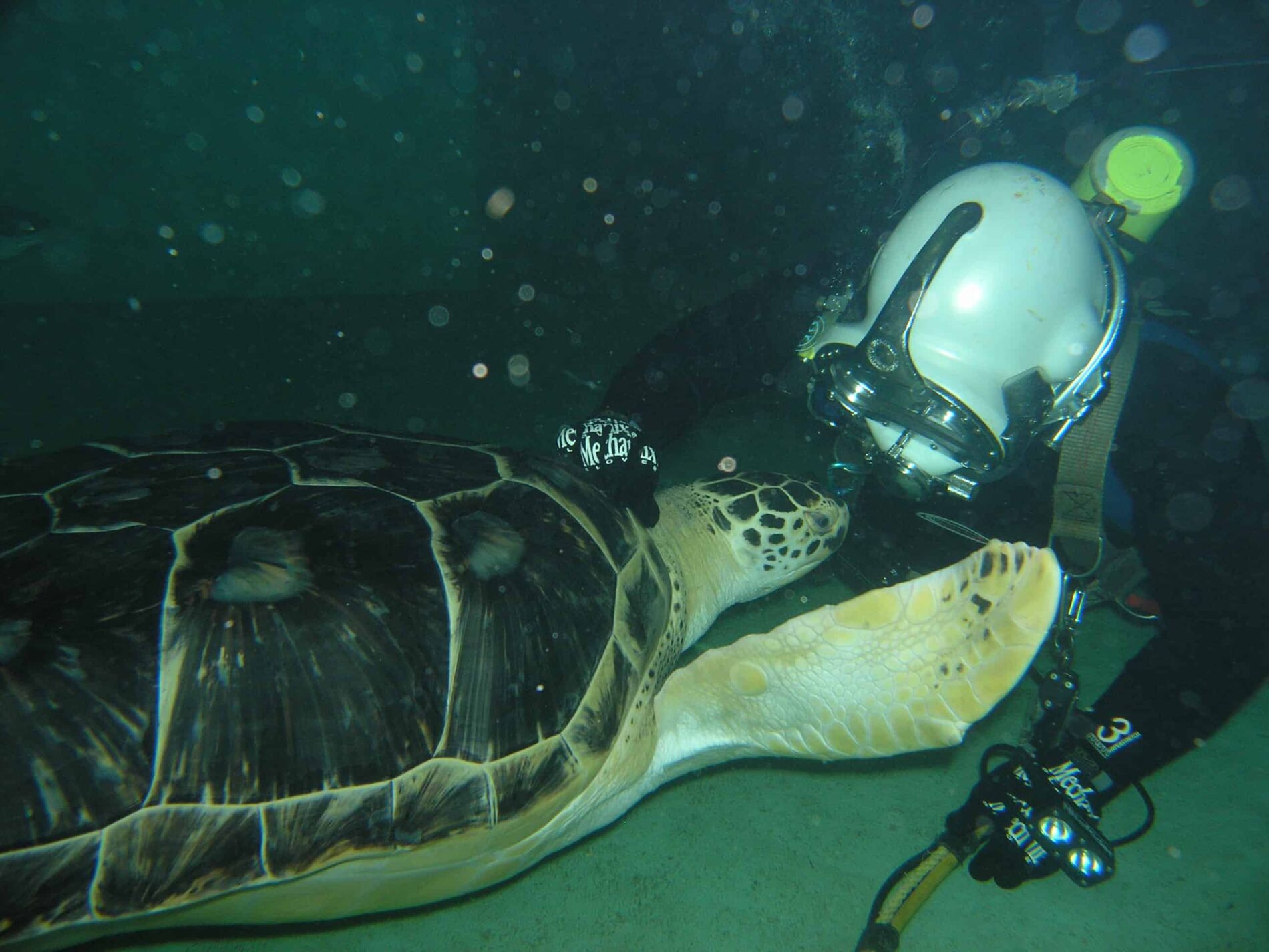 Blacktip Reef Exhibit Aquatic Engineering Inspection