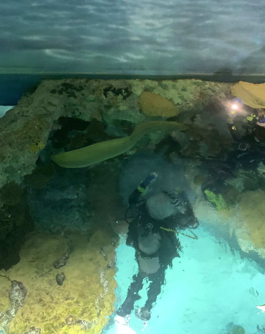 Routine Dive Inspections at the Blacktip Reef Exhibit